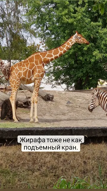 Сторис · 17 июл. 2022 г. · 23