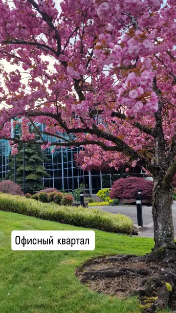 Bellevue · 2 May 2025 · 2