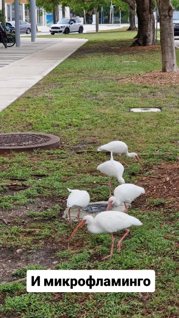 Miami · 31 Jan 2025 · 12